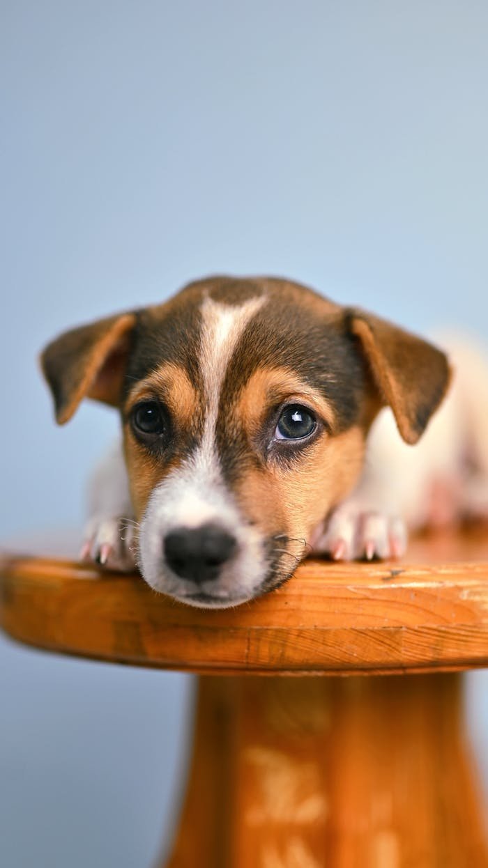 A small dog is sitting on a wooden stool